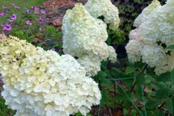 Догляд за гортензією в березні