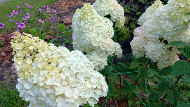 Догляд за гортензією в березні