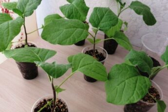 Коли з'являються сходи баклажанів і як доглядати за ними