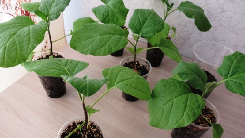 Коли з'являються сходи баклажанів і як доглядати за ними