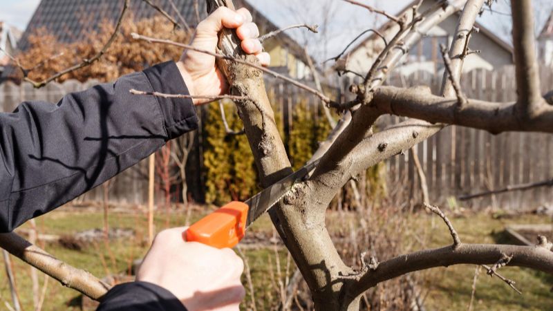 Обрізка плодових дерев