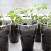Ось список кращих і найефективніших підживлень для розсади томатів