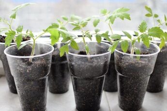 Ось список кращих і найефективніших підживлень для розсади томатів