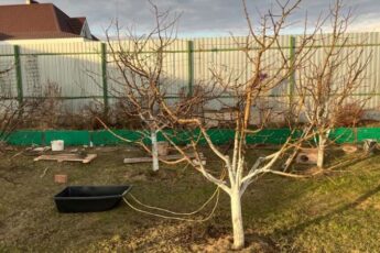 Перше весняне обприскування саду