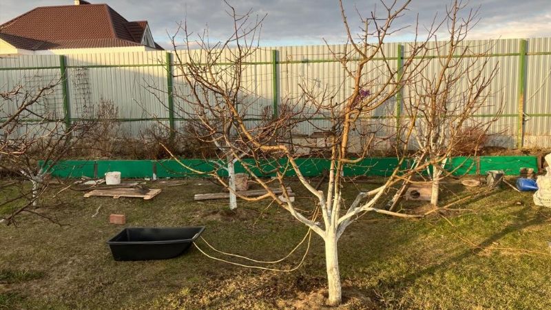 Перше весняне обприскування саду