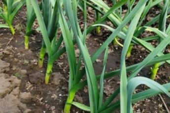 Підживлення часнику весною