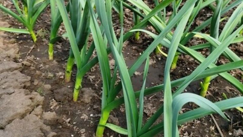 Підживлення часнику весною