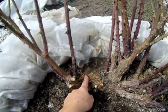 Почорніли троянди після зими: як врятувати кущі та повернути їм здоров'я