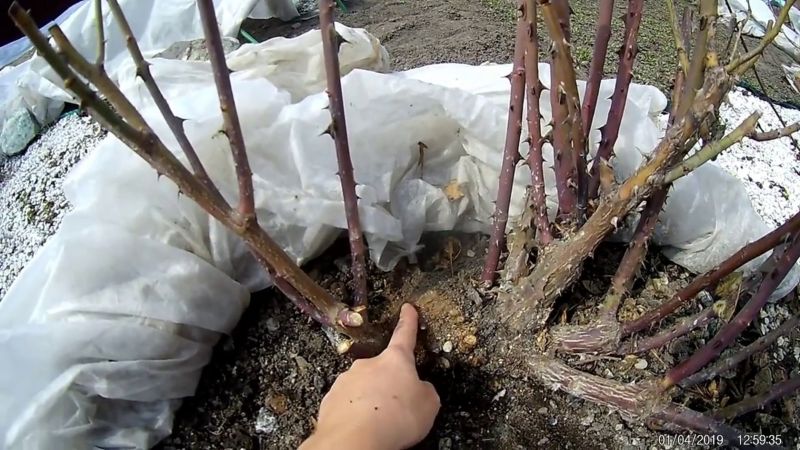 Почорніли троянди після зими: як врятувати кущі та повернути їм здоров'я