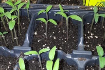 Покрокова підготовка насіння томатів до посіву