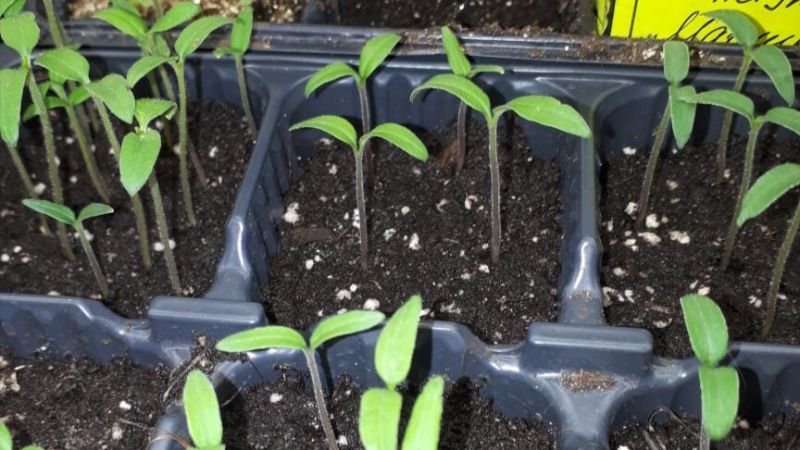 Покрокова підготовка насіння томатів до посіву