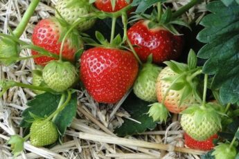 Весняний догляд за полуницею