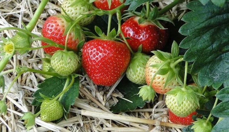 Весняний догляд за полуницею