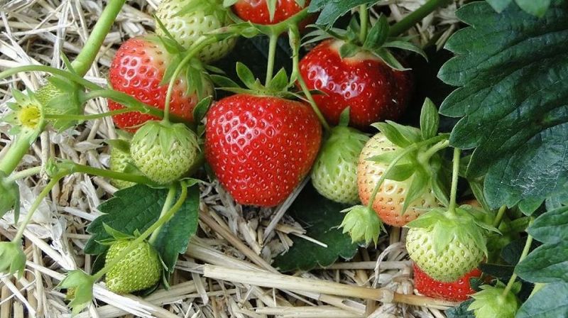 Весняний догляд за полуницею