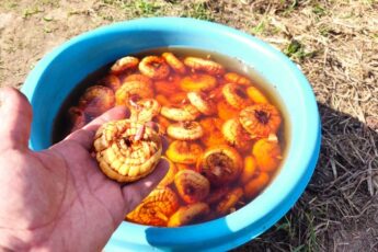 Як садити гладіолуси