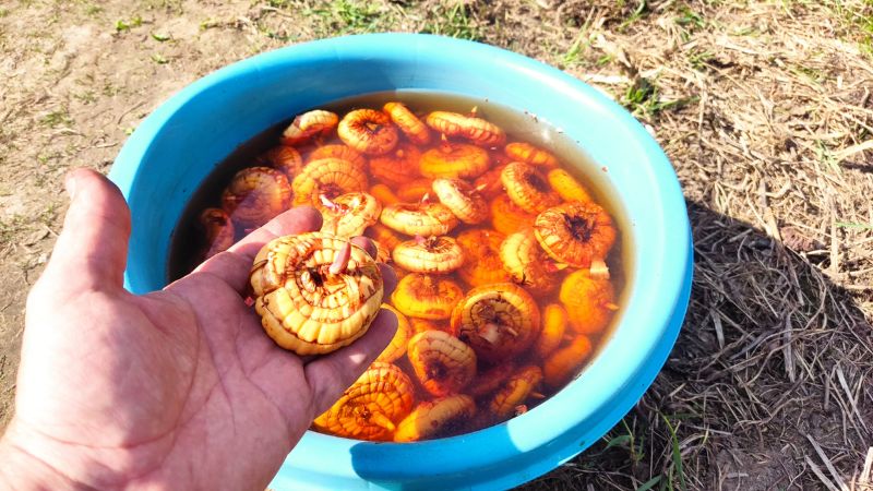 Як садити гладіолуси