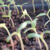 Як виростити міцну розсаду томатів