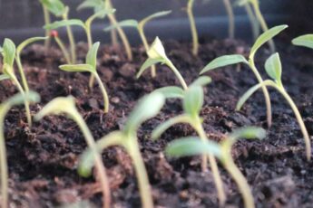 Як виростити міцну розсаду томатів
