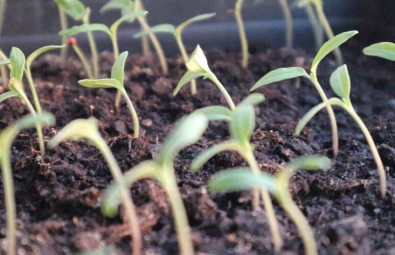Як виростити міцну розсаду томатів
