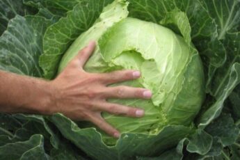 Як виростити тугі та хрумкі качани капусти